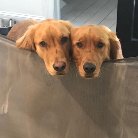 The Two golden retrievers Harpa and Betty Of Ben Falcone.